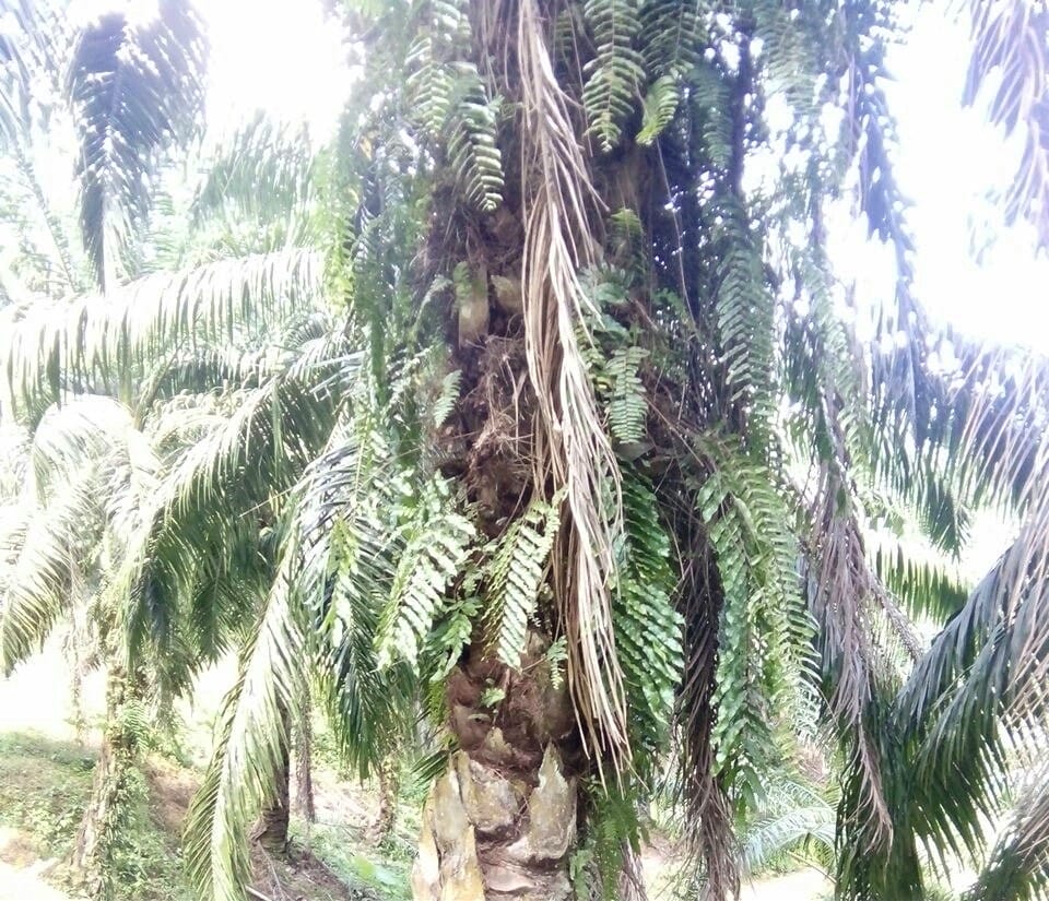 Petani Ini Puyeng Dibikin Aturan 'Siluman' Peremajaan Sawit