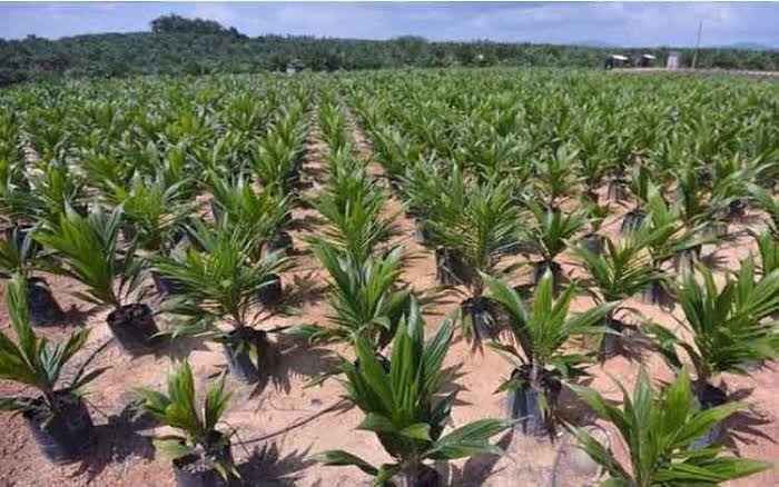 Pulihkan Ekonomi Nasional, Pemerintah Kejar Target PSR 2021