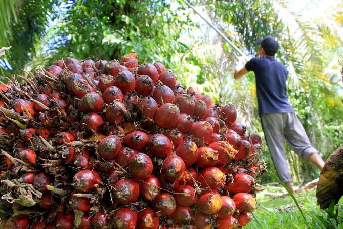 'Kijang' Bakal Dongkrak Kontribusi Sawit di Kalbar
