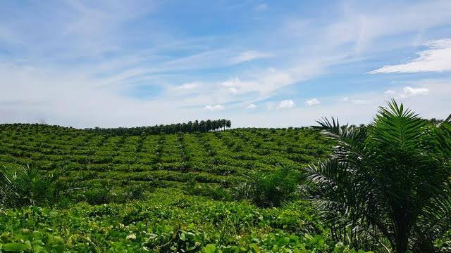 Puluhan Tahun Lahan 'Dirampas' PTPN V, Warga Pantai Raja Mengadu ke DPRD