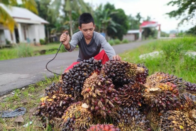 Fitonutrien Sawit Berpeluang Jadi Tambang Ekonomi Indonesia