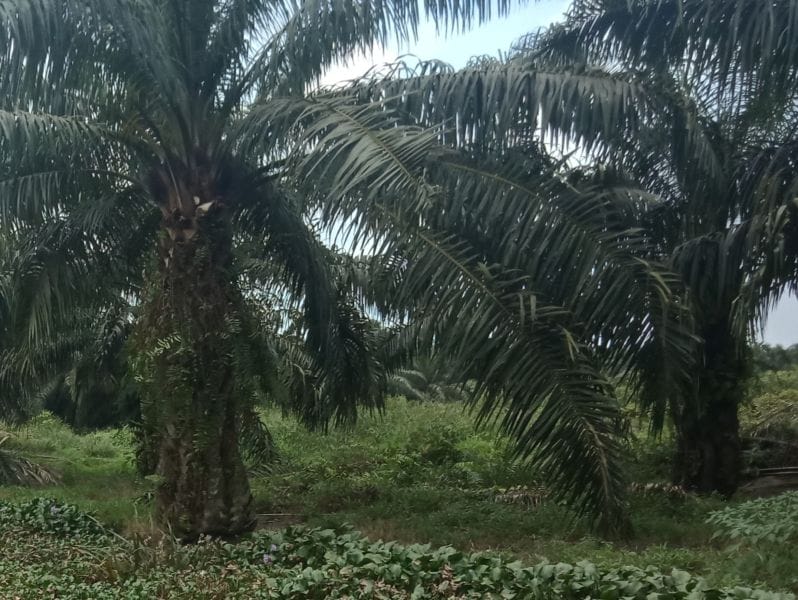 Kemnaker Pastikan Wanita yang Bekerja di Perkebunan Sawit Mengalami 3 Resiko Ini