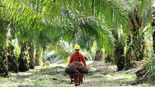Mau Tahu Perusahaan yang Kuasai Lahan Sawit di Indonesia, Tengok Disini.....