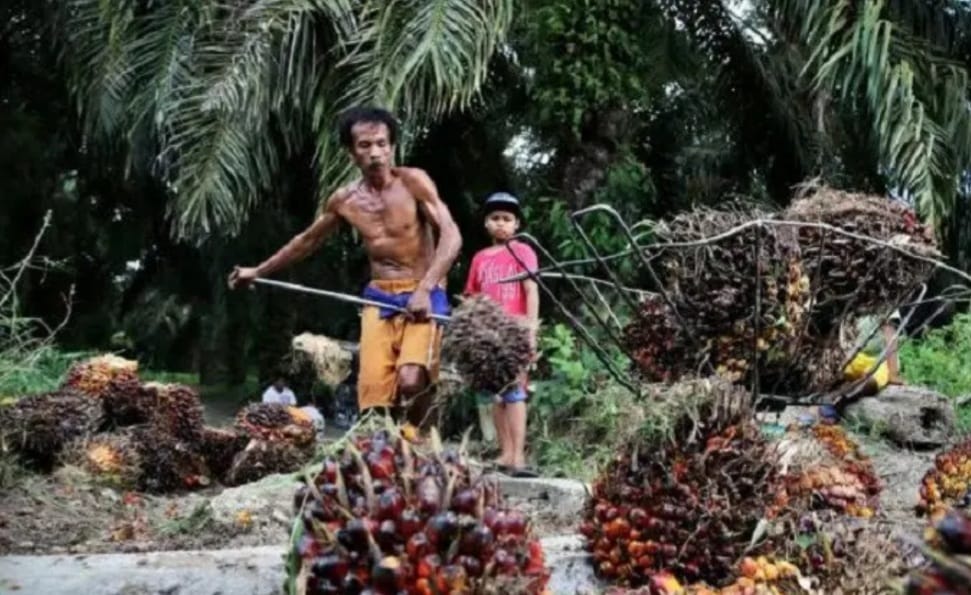 Wacana Bangun 1.000 Rumah untuk Buruh Sawit di Riau