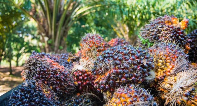 Sempat Nyungsep, Harga CPO Mulai 'Terbang' Lagi