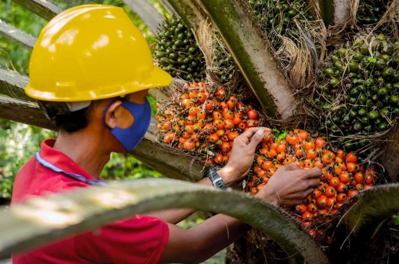 Berikut Jenis Kelapa Sawit yang Jarang Orang Tahu