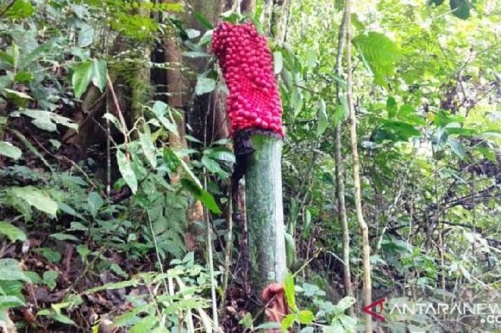 Di Sumbar, Bunga Bangkai Berbuah Kayak Sawit