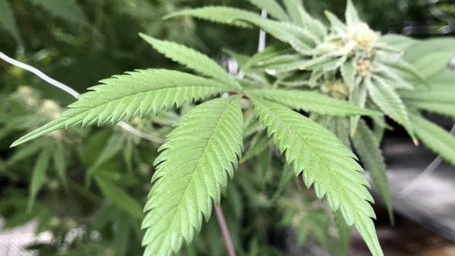 Australia Bakal Buka Kebun Ganja Terbesar di Queensland