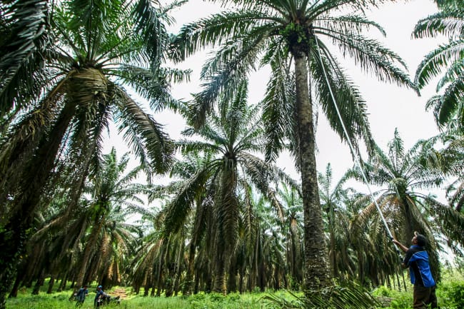 Harga Sawit Tinggi, Bikin Program PSR di Siak Mandek