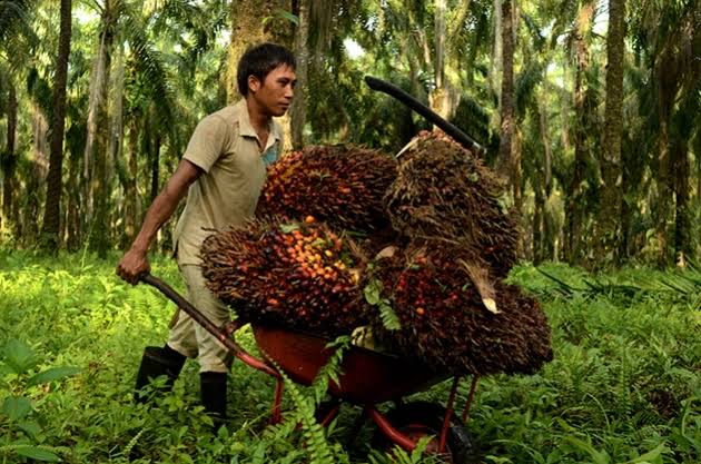 Bergantung pada Pekerja Indonesia, Produksi Sawit Malaysia Anjlok