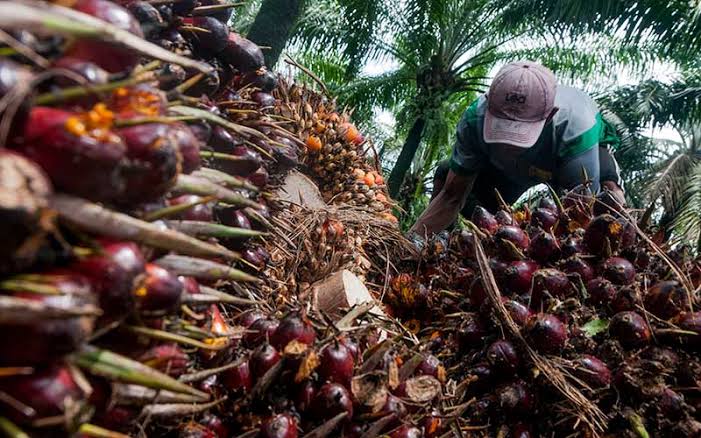 Produksi Lagi Naik, Pasokan Sawit Malah Lebih Ketat