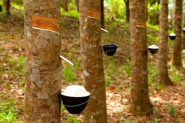 Harga Getah Karet di Inhu Rp10 Ribu per Kilo