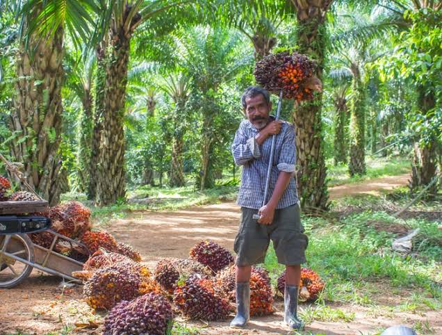 Penetapan Harga Sawit Bikin Petani Galau, Ini Solusi Pemprov Riau