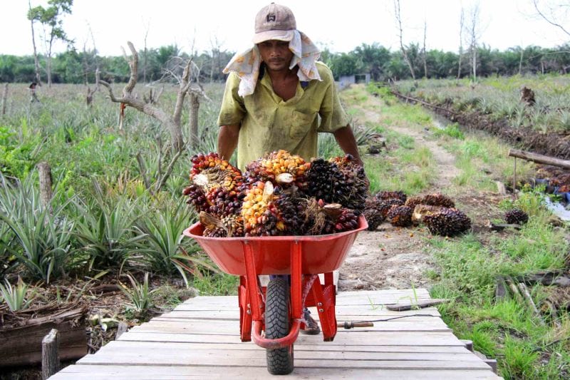 Cargill Bikin Pabrik Sawit Senilai Rp2,86 Triliun di Lampung