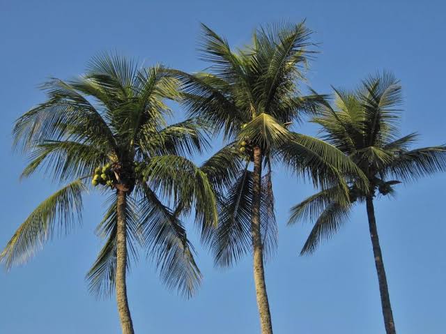 Harga Kelapa Butir Naik, Tapi Kopra Masih Stabil di Riau