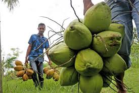Harga Kelapa Turun, Pinang dan Sagu Masih Aman