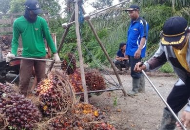 Sawit Diganti Tanaman Lain, Pasokan TBS Berkurang