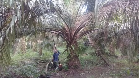 Harga Naik Lagi, Sawit Malah Trek