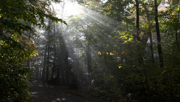 Hutan 'Paru-paru Kedua Dunia' Masuk Daftar Warisan UNESCO