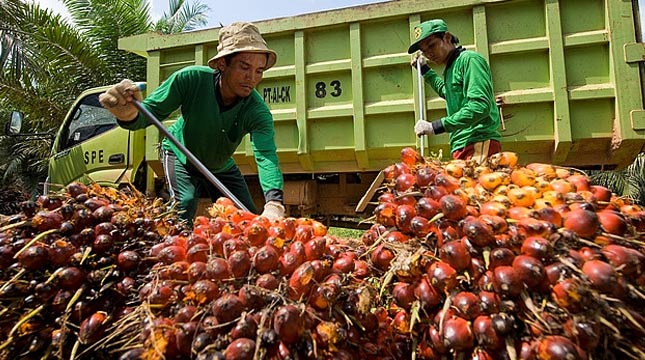 Di Riau Turun, Harga TBS di Sumut Naik Rp 50/Kg