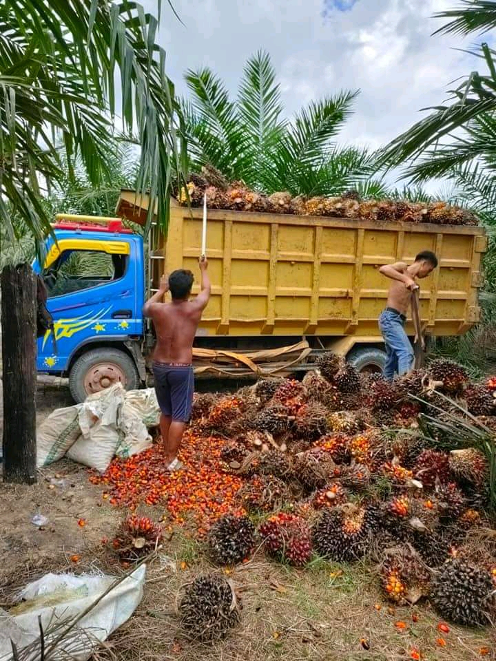 Banyak Pabrik CPO tak Patuh, Berdampak ke Harga TBS