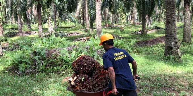 Petani Sawit Gelisah Menunggu Tekenan Nova Iriansyah
