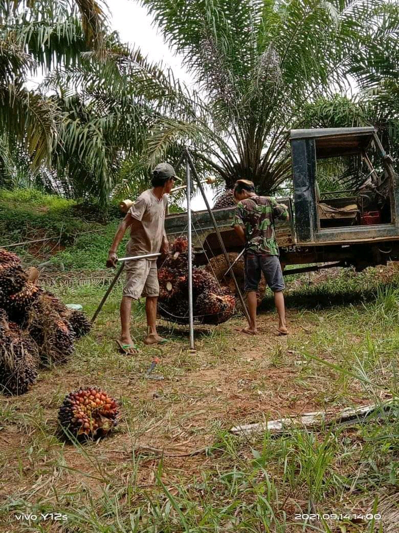 Harga TBS di Jambi Naik Tipis