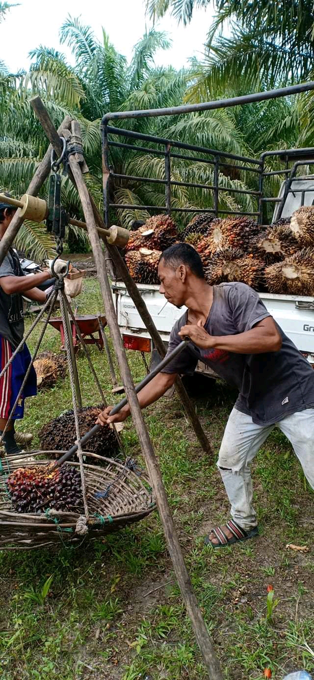 Harga TBS di Tingkat Petani Swadaya Turun