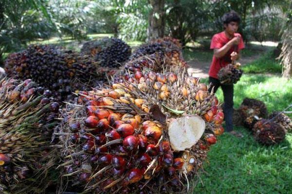 Empat Koperasi di Bengkalis Ajukan Dana PSR