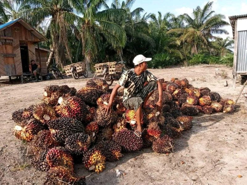 Harga Sawit Naik Tapi Petani Mengeluh, ini Sebabnya