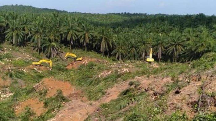 Kebun Sawit di Daerah ini Bertambah Luas