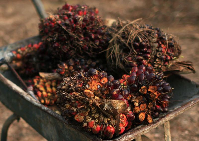 Rusia Market yang Bagus Untuk Produk Indonesia, Termasuk CPO