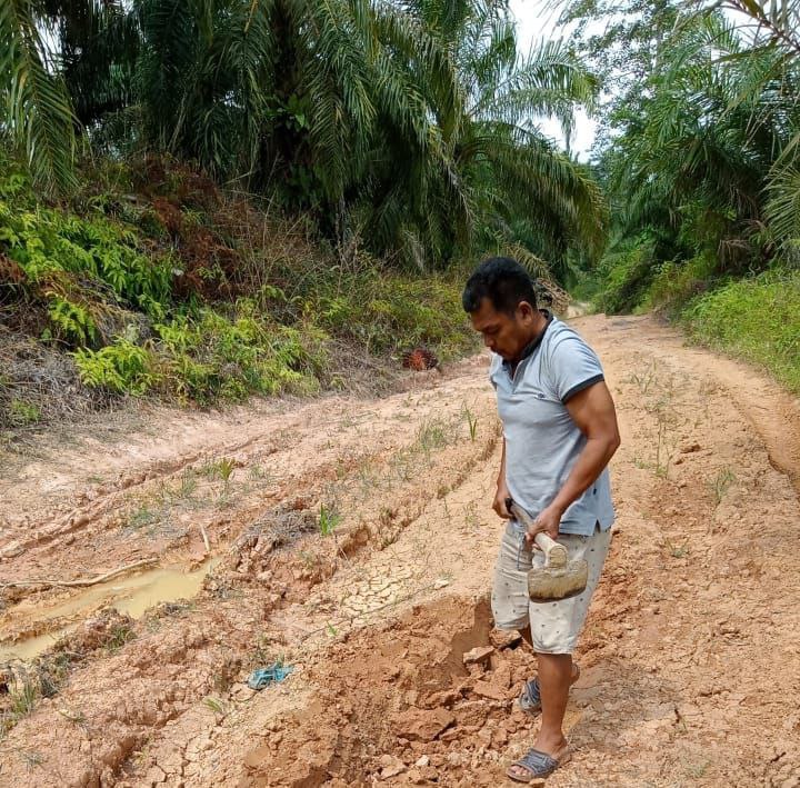 Harga Racun Herbisida Ngamuk, Petani Tak Bisa Putar Otak