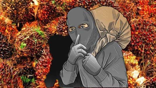 Ninja Sawit Kepergok Saat Beraksi di Kebun PTPN V