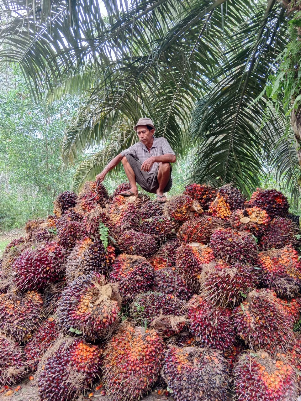 Harga CPO Sudah Mau Klimaks