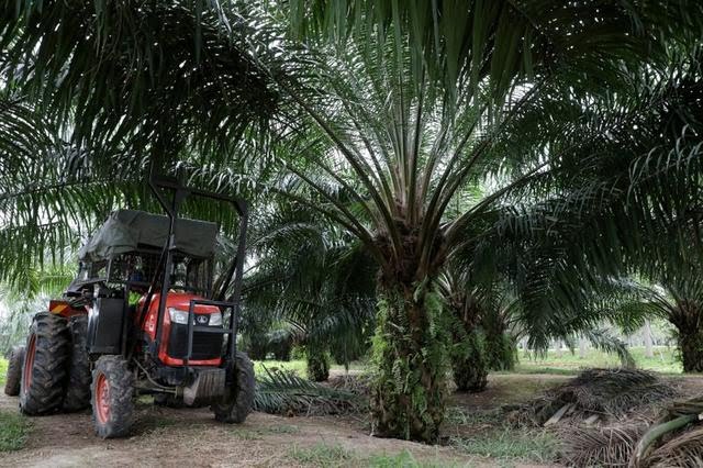 Presiden Tekankan Pentingnya Hilirisasi dan Industrialisasi Kelapa Sawit