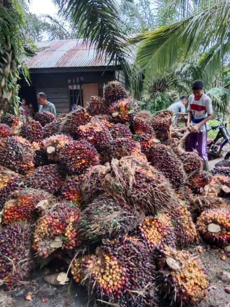 Harga Sawit Bakal Bombastis, Tunggu Tanggal Mainnya