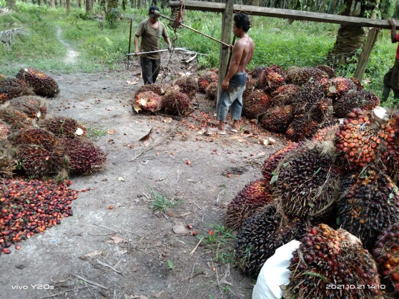 Waduh, Harga TBS di Sejumlah Daerah di Sumatera Mulai Turun