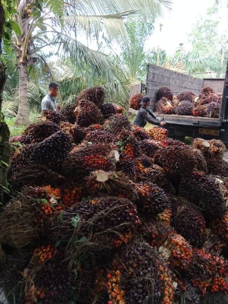 Harga CPO Tinggi, Ini Rekomendasi Saham Emiten Perkebunan