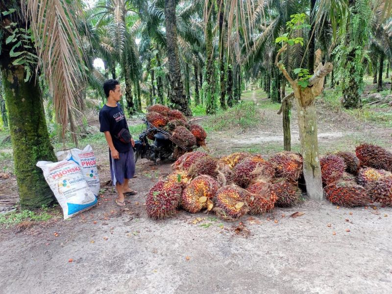 Harga TBS Sumut Naik Lagi
