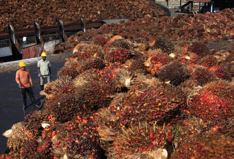 Periode Desember 2021: Harga Referensi CPO Naik, Biji Kakao Turun