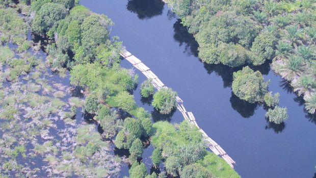 'Jurus Mabuk' Otoritas Hutan