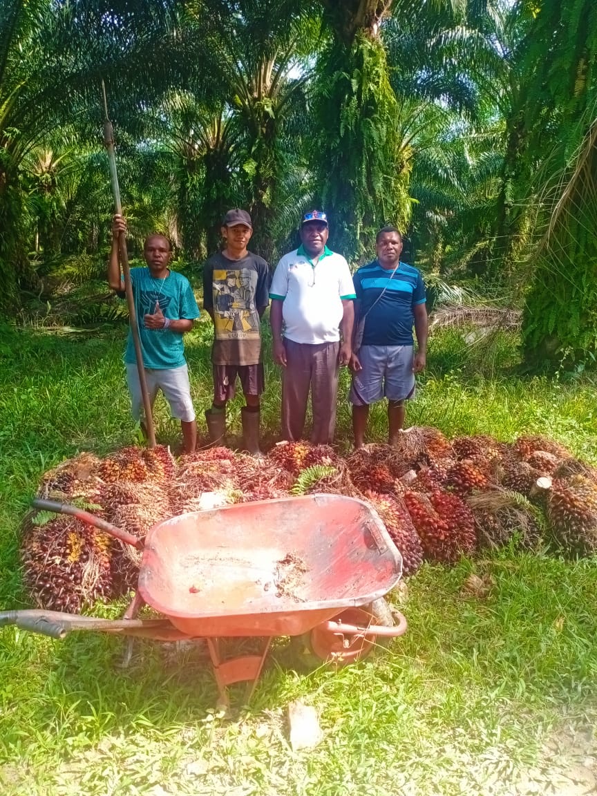 Melonjak, Harga TBS Daerah ini Makin Dekati Rp 3.000/Kg