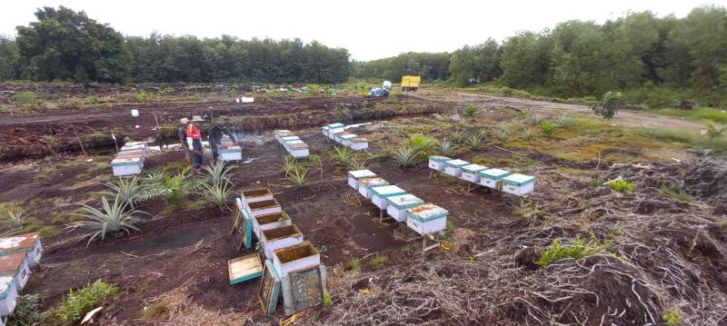 Petani Disarankan Galakkan Ternak Lebah di Kebun Sawit