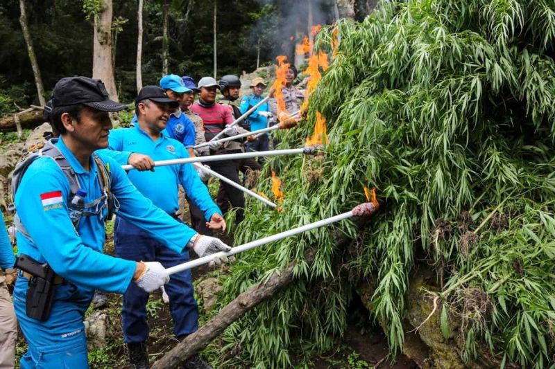 Ladang ganja Diubah Jadi Kebun Jagung, Panennya 49.630 Ton