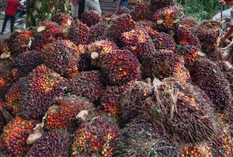 Harga Sawit di Riau Meroket, Naik Rp 231,74 Per Kilogram