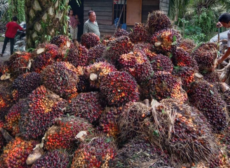 Harga Buah Sawit di Sumbar Lebih Tinggi dari Riau