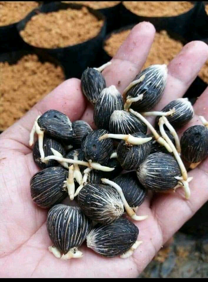 Ini Penyebab Penjualan Bibit Palsu Makin Marak
