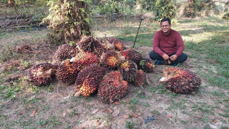 Semangat Petani! Harga Sawit di Riau Naik Lagi