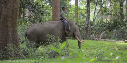 Dua Gajah Rusak Kebun Sawit Warga di Inhu